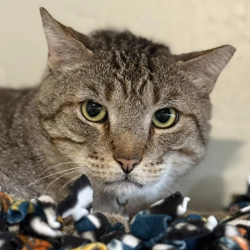 Buckwheat thumbnail 2