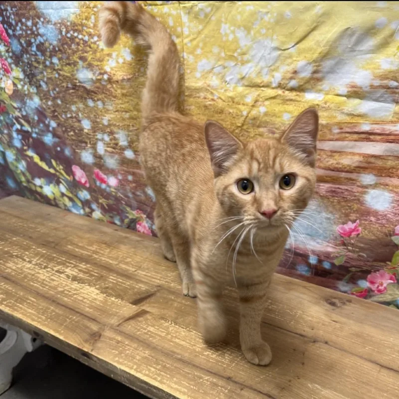 A young medium-sized male Orange / Red Domestic Short Hair cat named Kevin for adoption in Normal, IL