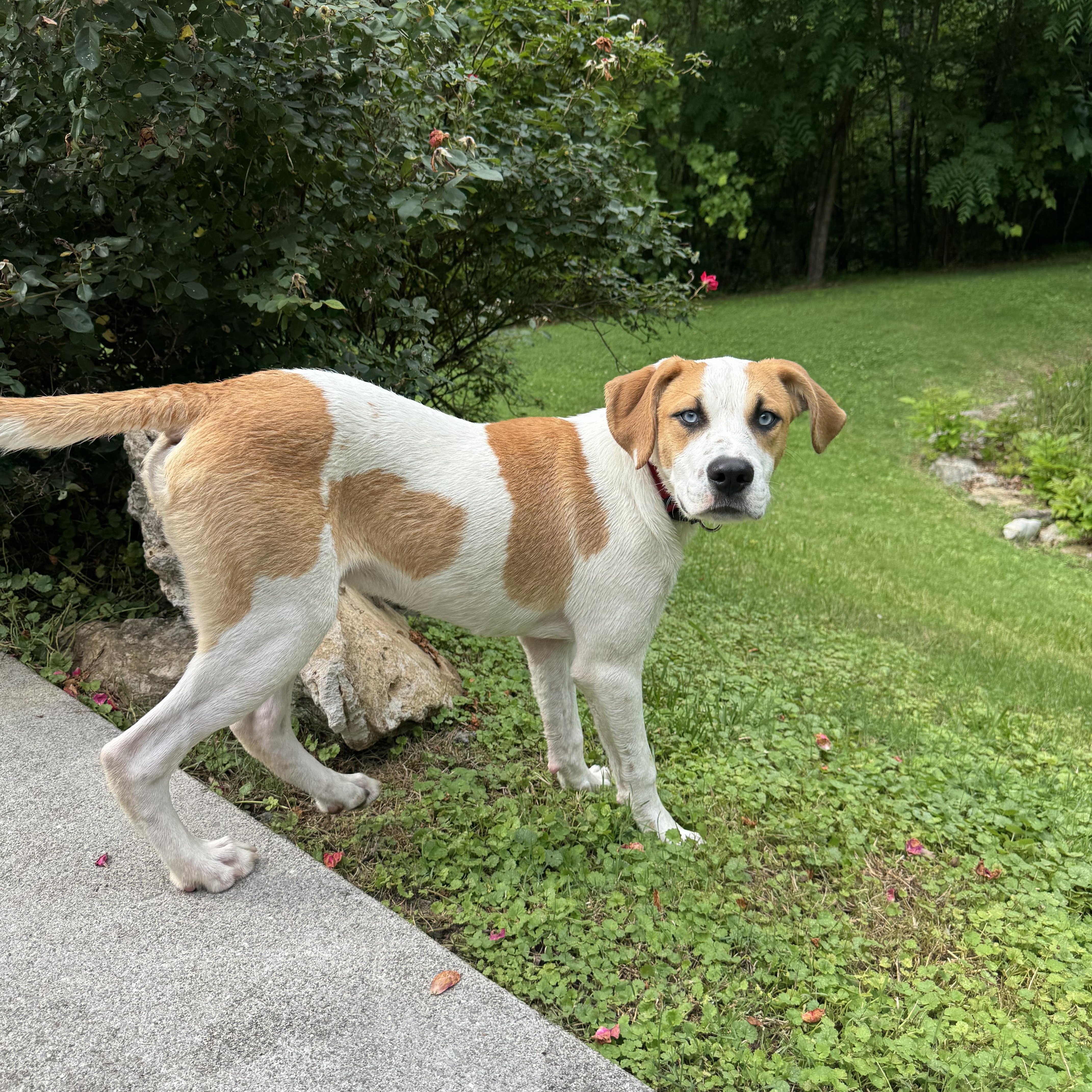 A baby medium-sized male Catahoula Leopard Dog dog named Cozmo for adoption in Luttrell, TN