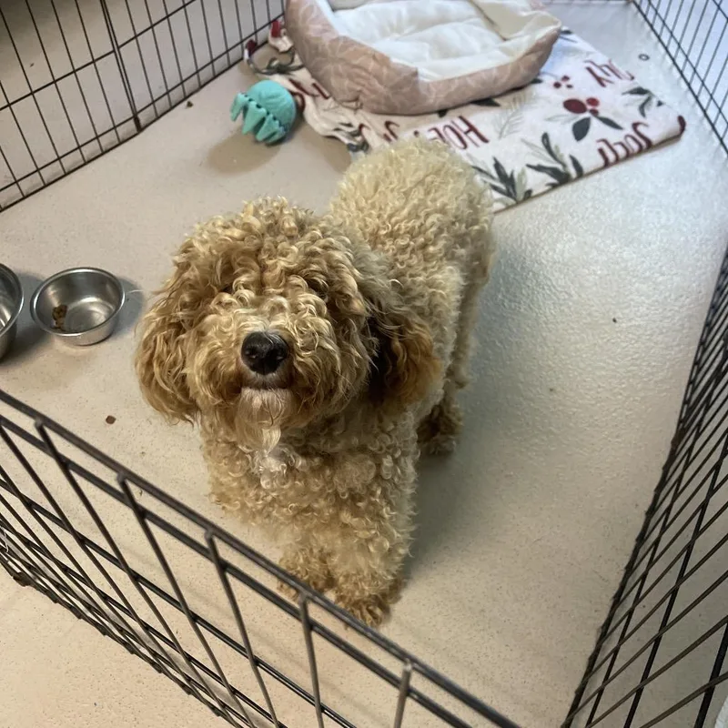 An adult small-sized female Miniature Poodle dog named Sunny for adoption in Newark, NJ