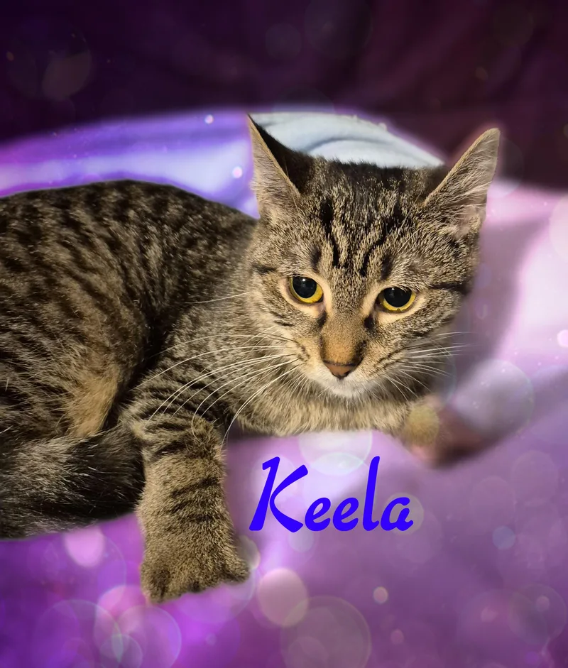 Keela thumbnail 4