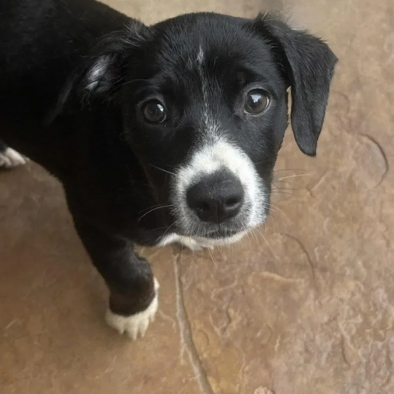 A baby small-sized female Terrier dog named Spruce for adoption in Norwalk, CT