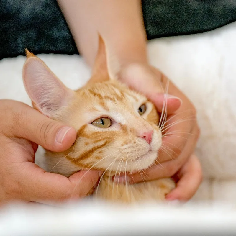 A baby medium-sized male Orange / Red Domestic Short Hair cat named Lobster for adoption in Chapel Hill, NC