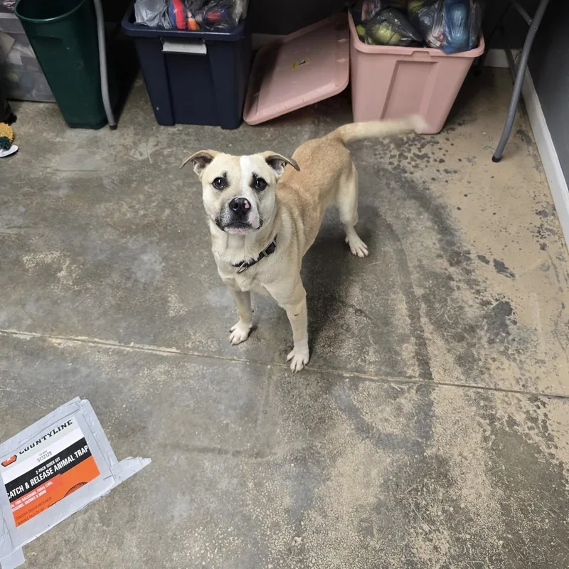 A young medium-sized male Golden Mixed Breed dog named Apollo for adoption in Saint Marys, PA