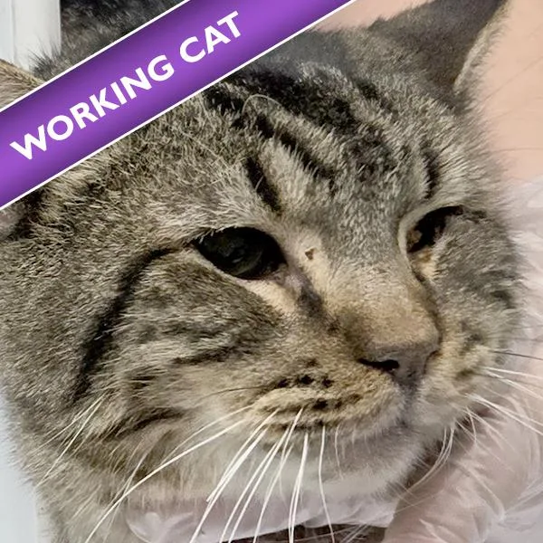 An adult medium-sized male Domestic Short Hair cat named Pontus for adoption in Des Moines, IA