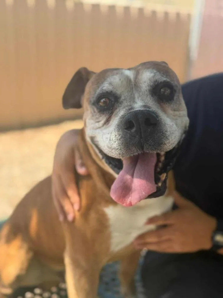 A senior medium-sized male Boxer dog named Howard for adoption in Denver, CO