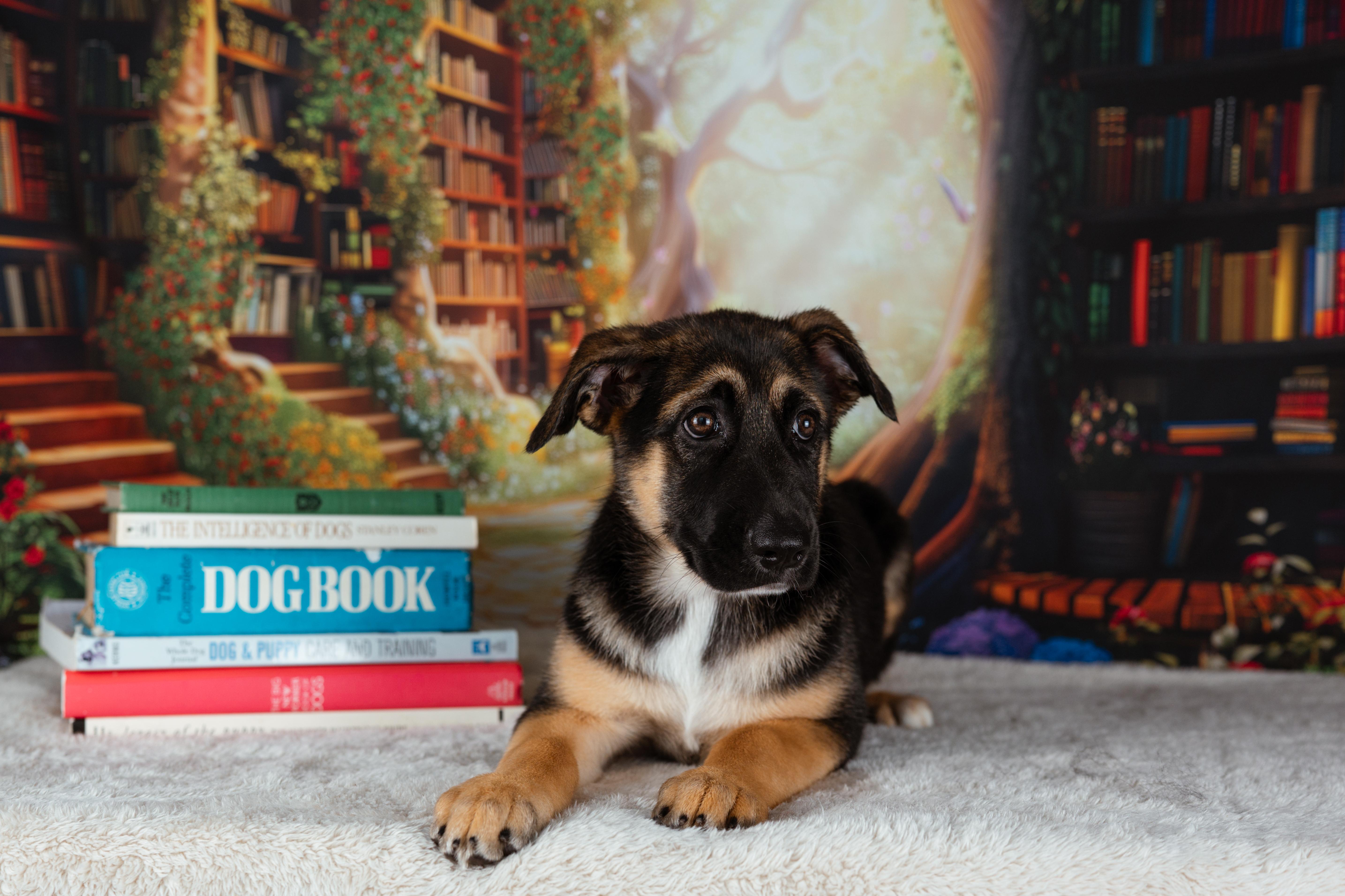 A baby large-sized female German Shepherd Dog dog named Matilda for adoption in Avon, CT