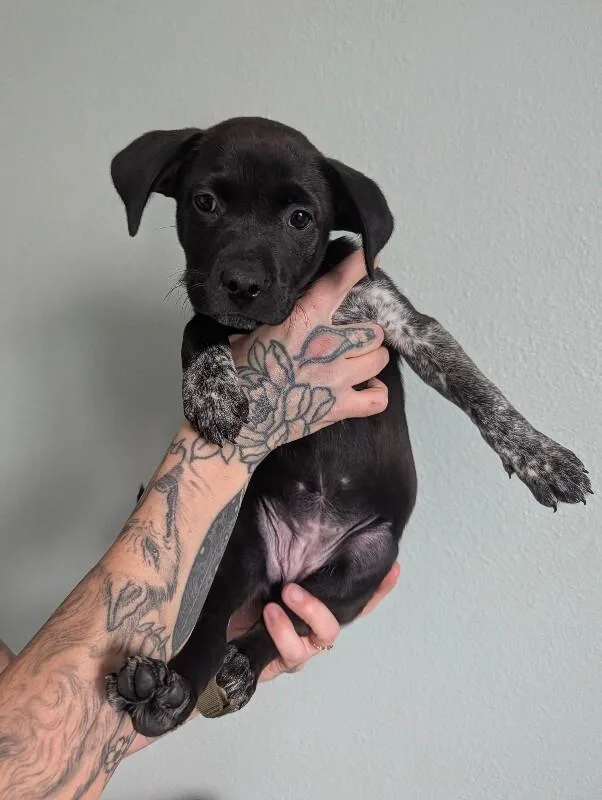 A baby medium-sized female Black Australian Cattle Dog / Blue Heeler dog named Mimosa for adoption in Van Nuys, CA