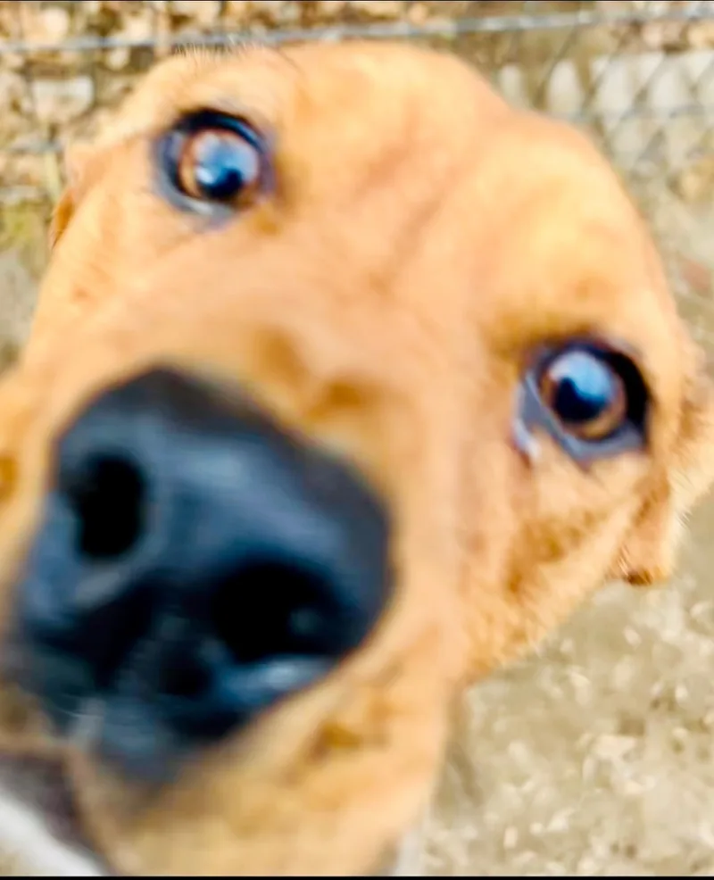 Scrappy Doo thumbnail 2