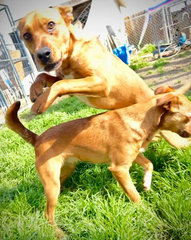 Scrappy Doo thumbnail 3