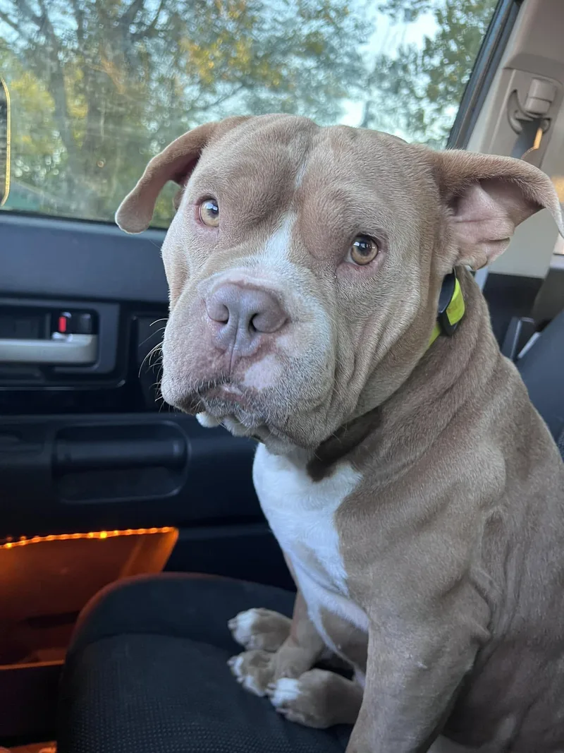 An adult medium-sized male Yellow / Tan / Blond / Fawn American Bulldog dog named Chubbs for adoption in Broken Arrow, OK