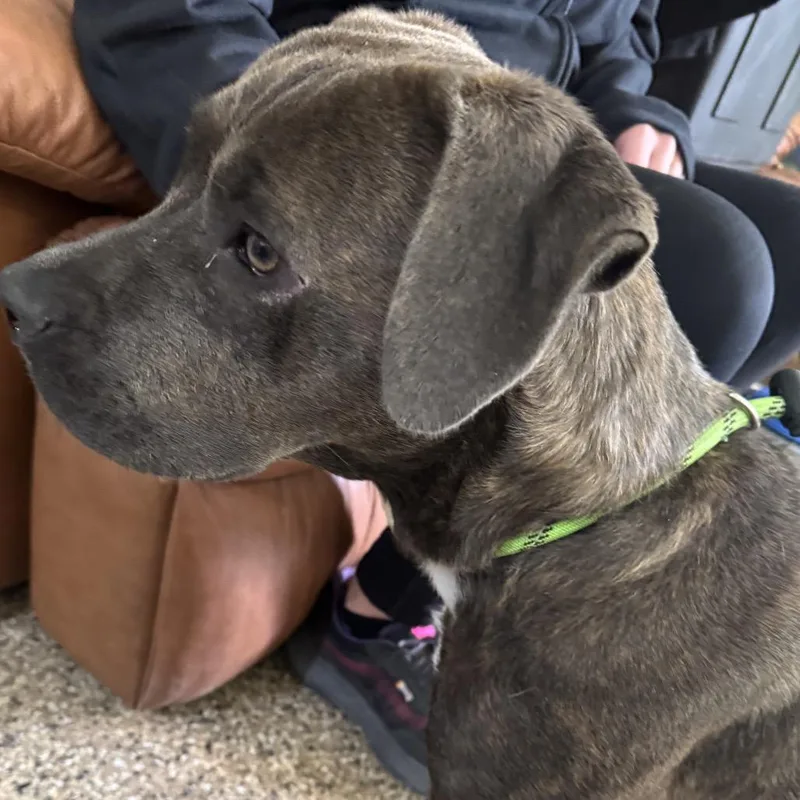 A young small-sized female Brindle Pit Bull Terrier dog named Carmen for adoption in Stagecoach, NV