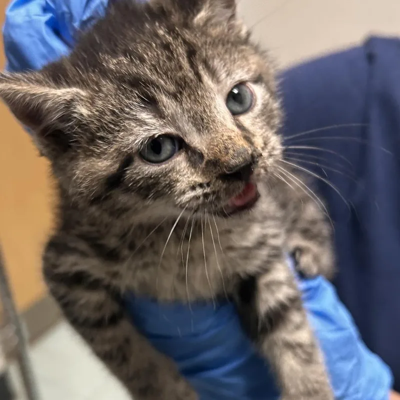 A baby small-sized female Gray / Blue / Silver Domestic Short Hair cat named Rimbles for adoption in Philadelphia, PA