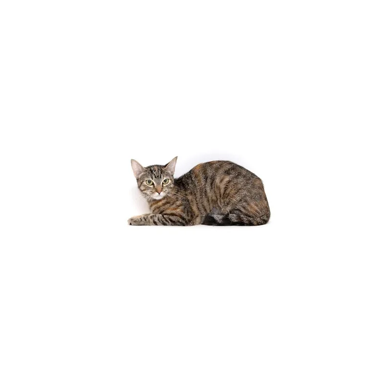 A young medium-sized female Gray / Blue / Silver Domestic Short Hair cat named Aurora for adoption in Playa Vista, CA