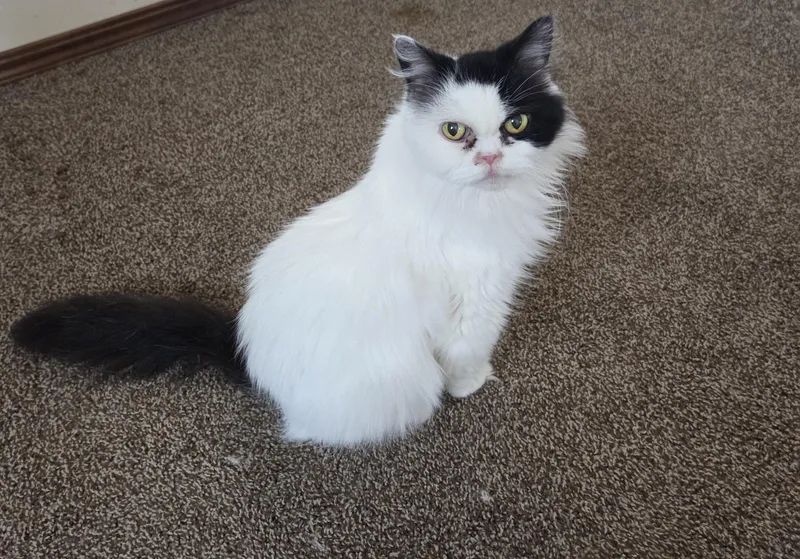 An adult large-sized female Ragdoll cat named Harley for adoption in Carnegie, OK