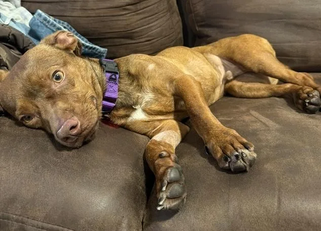 A young small-sized male Brown / Chocolate Chihuahua dog named Brownie for adoption in Brooklyn, NY