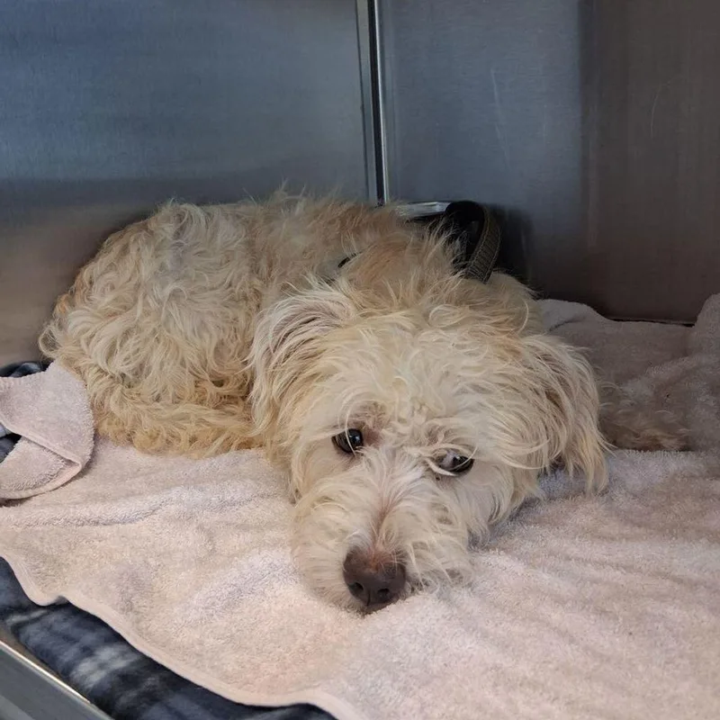 An adult medium-sized female White / Cream Terrier dog named Annie for adoption in Kingman, AZ