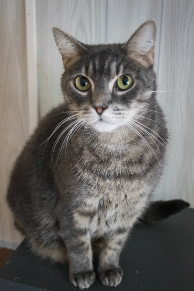 A senior large-sized male Domestic Short Hair cat named Cecil James for adoption in Ona, WV