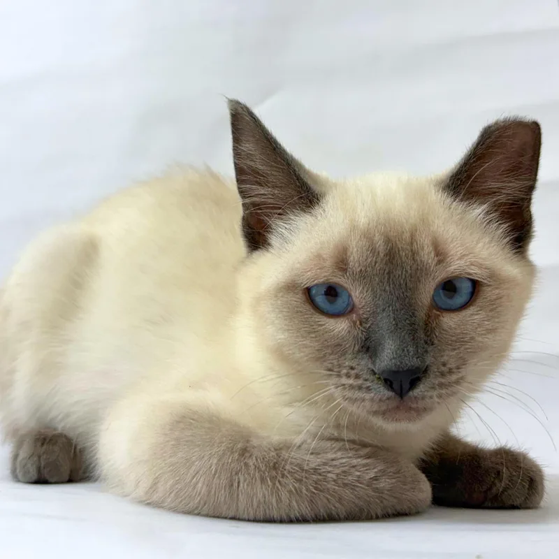A baby medium-sized female Siamese cat named Enigma for adoption in Pasco, WA