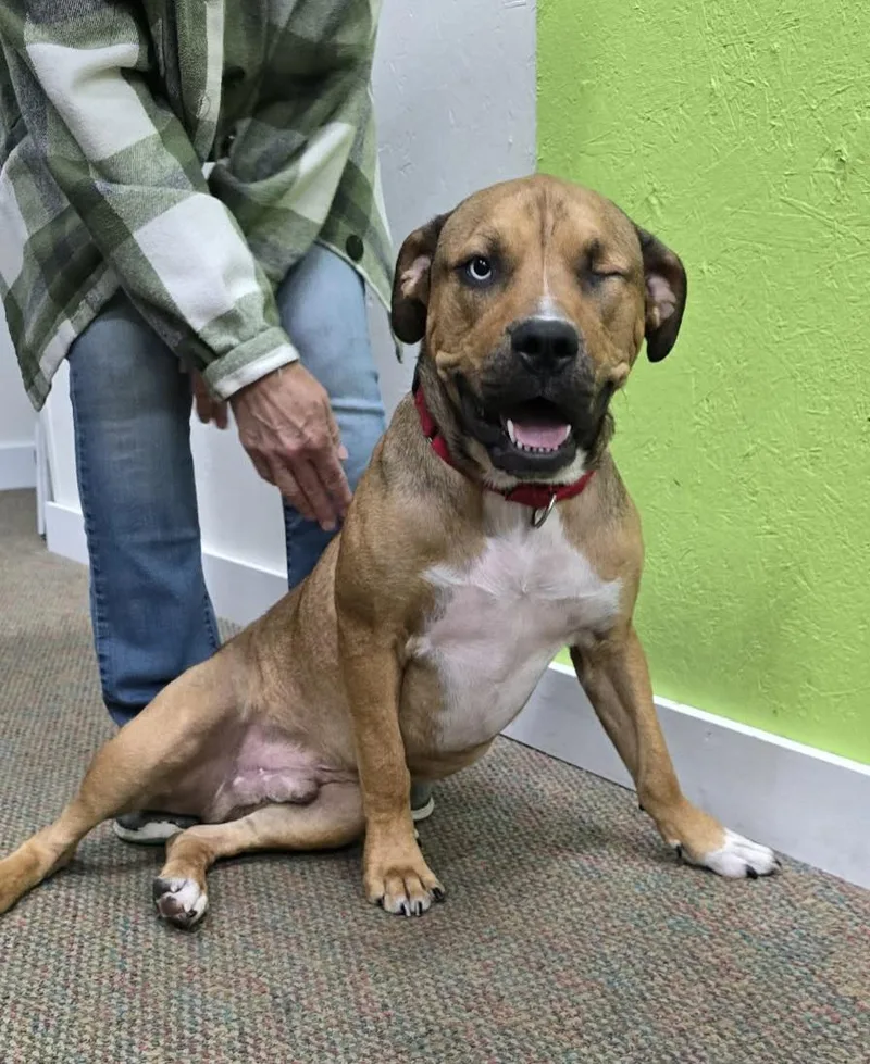 A young large-sized male Mastiff dog named Rex for adoption in Grand Rapids, MI