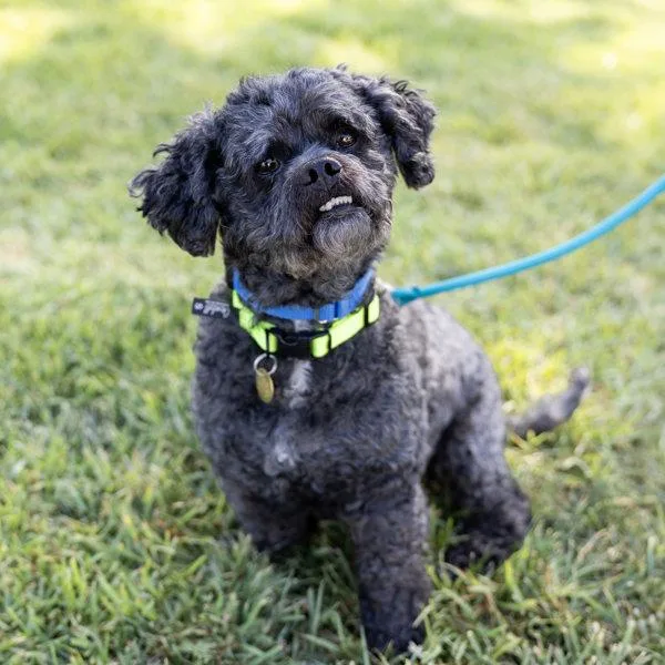 An adult small-sized male Poodle dog named Coco for adoption in Oakland, CA