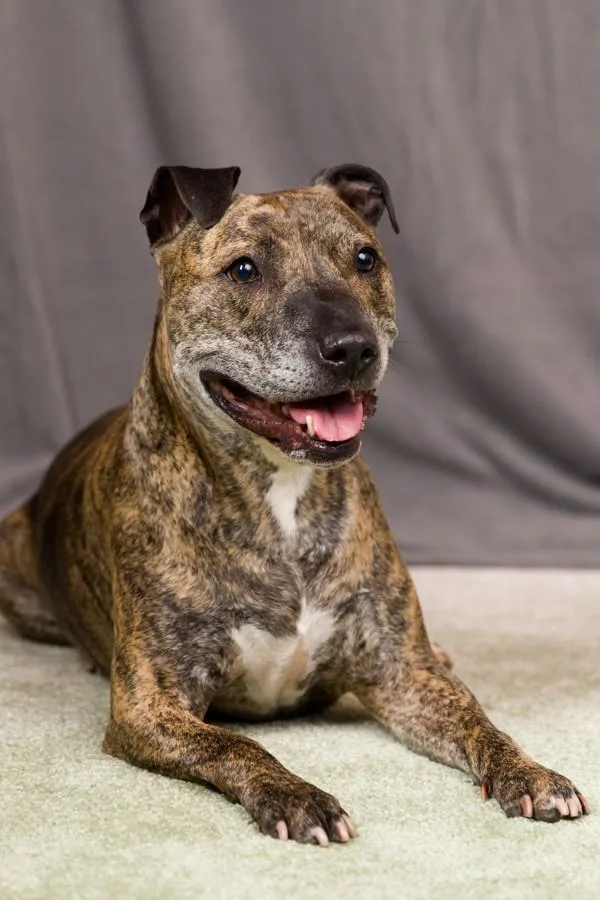 An adult large-sized male Pit Bull Terrier dog named Rocky for adoption in San Diego, CA