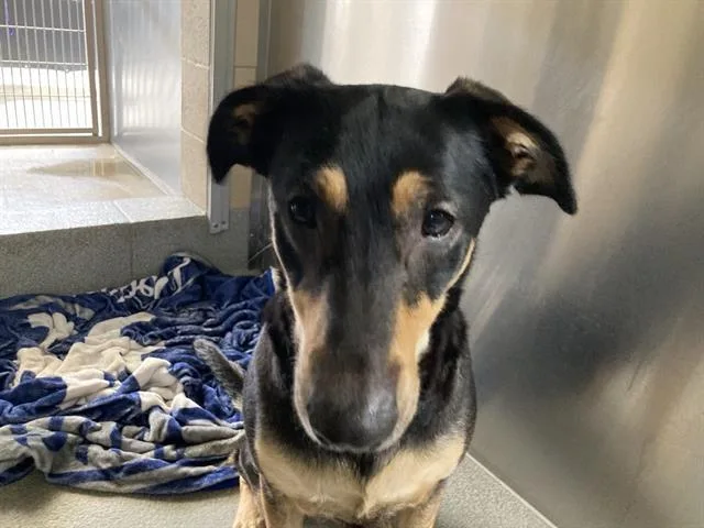 An adult large-sized female Doberman Pinscher dog named Lyric for adoption in Tustin, CA