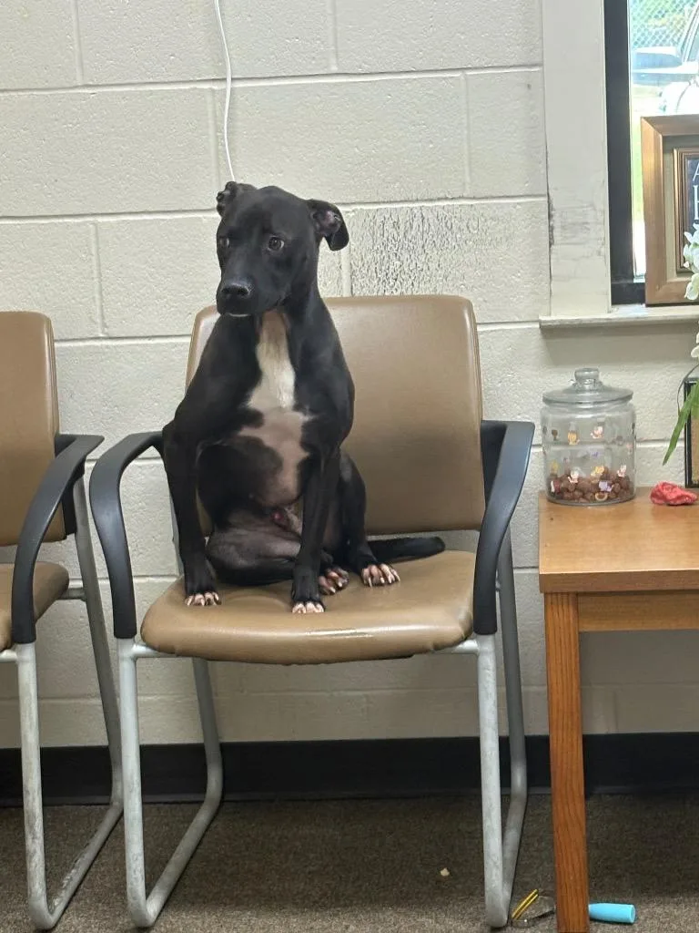 Dex