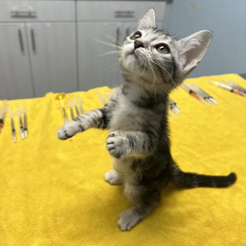 A baby small-sized female Gray / Blue / Silver Domestic Short Hair cat named Tiana for adoption in Riverside, CA
