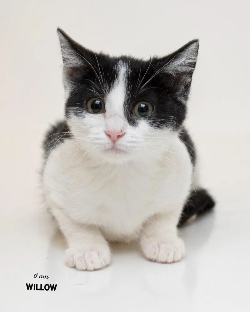 A baby small-sized female Domestic Short Hair cat named Willow for adoption in Boone, IA