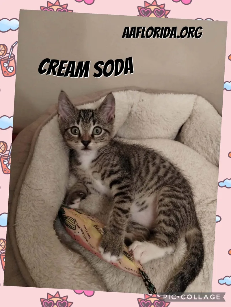 A young medium-sized male Domestic Short Hair cat named Cream Soda for adoption in Pensacola, FL