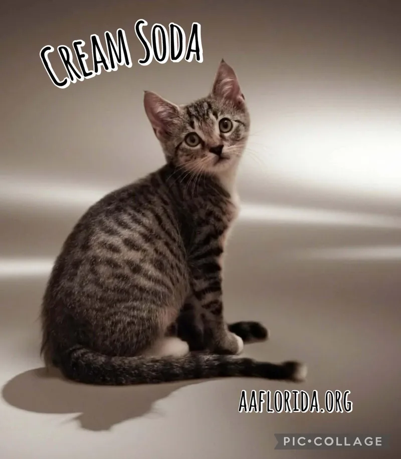 Cream Soda thumbnail 2