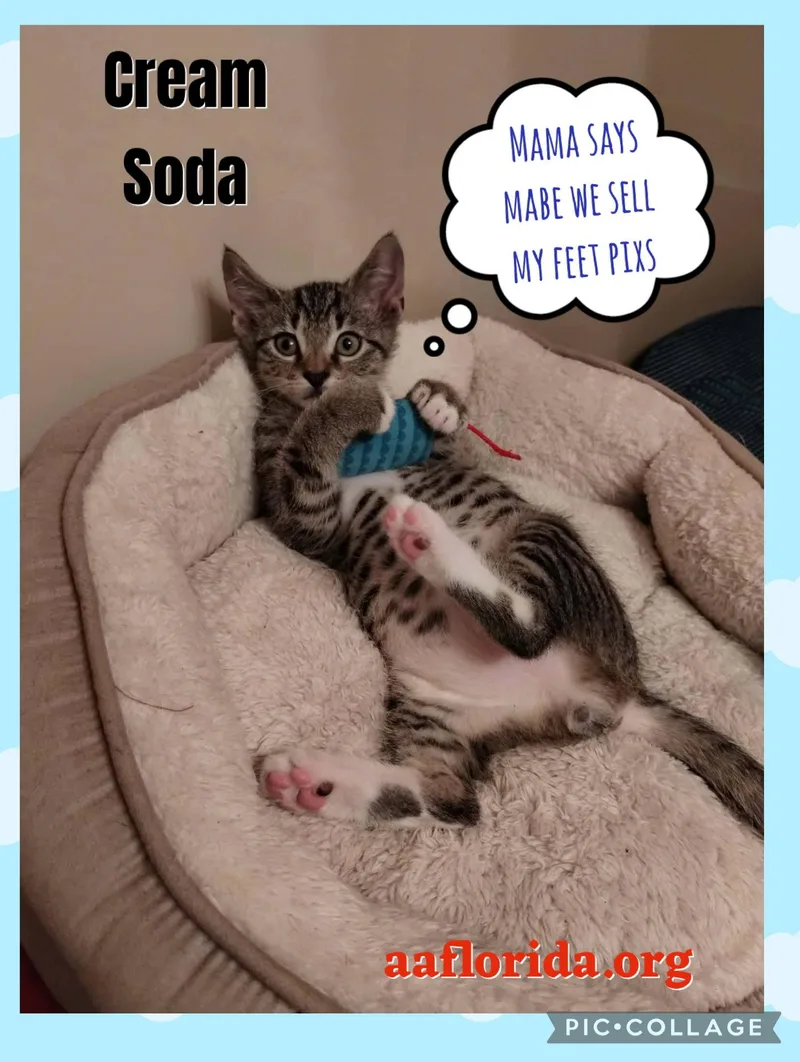 Cream Soda thumbnail 3