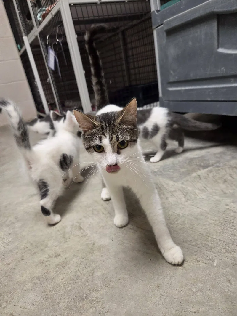 An adult medium-sized female White Domestic Short Hair cat named Boogie for adoption in Chilton, WI