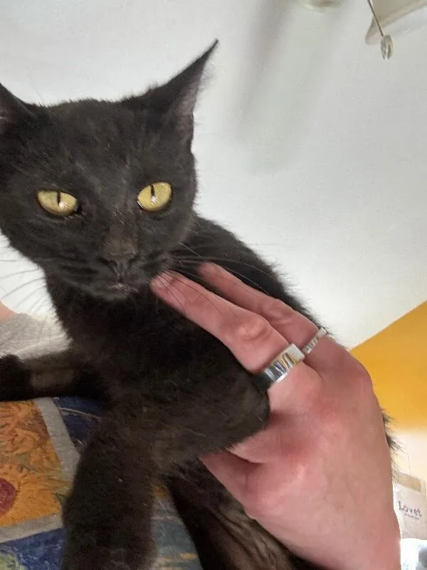 An adult medium-sized female Black Domestic Short Hair cat named Maureen for adoption in Grand Rapids, MI