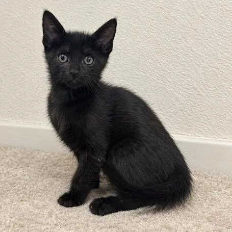 A baby small-sized male Black Domestic Short Hair cat named Walnut for adoption in Long Beach, CA