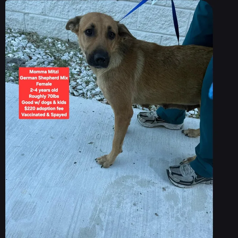 A baby large-sized female German Shepherd Dog dog named Momma Mitzi for adoption in Oviedo, FL