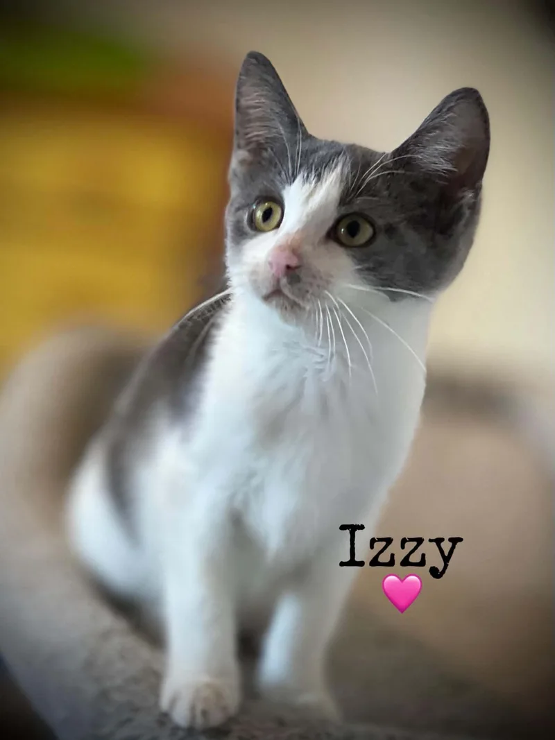 A baby medium-sized female Domestic Short Hair cat named Izzy for adoption in Dansville, NY