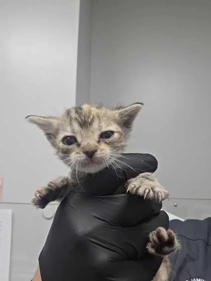 A baby small-sized female Domestic Short Hair cat named Porter for adoption in Sevierville, TN