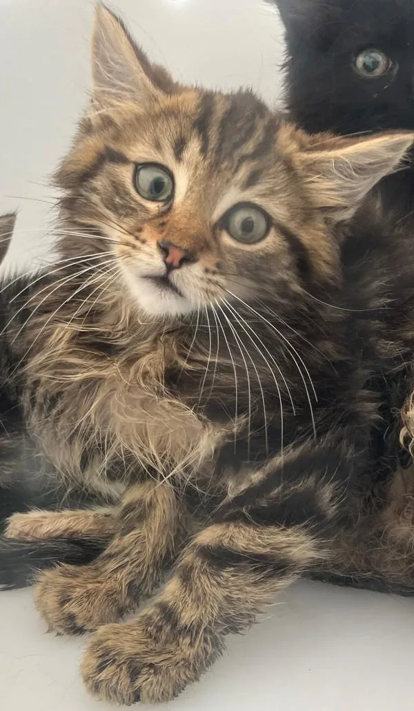 Cheddar