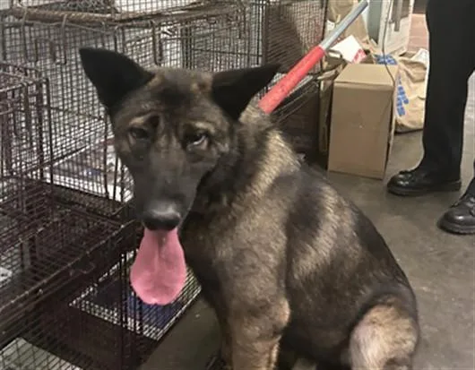 An adult medium-sized male German Shepherd Dog dog named A for adoption in Los Angeles, CA