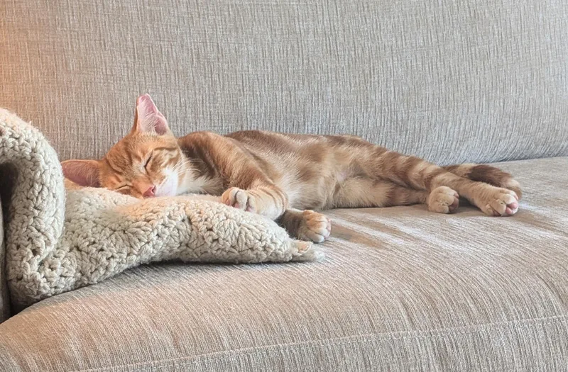 A baby small-sized male Orange & White Tabby cat named Bryce for adoption in Melbourne, FL