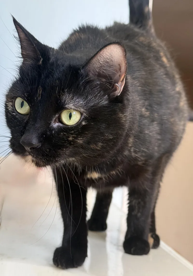 An adult medium-sized female Tortoiseshell cat named Primroseand Katniss for adoption in Sedona, AZ