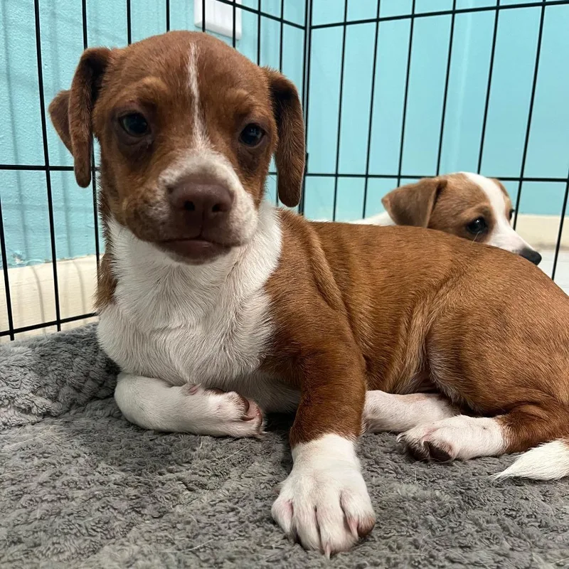 A baby small-sized male Brown / Chocolate Chihuahua dog named Slinky for adoption in Merritt Island, FL