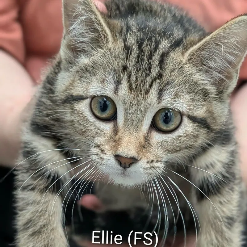 A baby medium-sized female Tabby (Brown / Chocolate) Tabby cat named Ellie for adoption in Mazon, IL