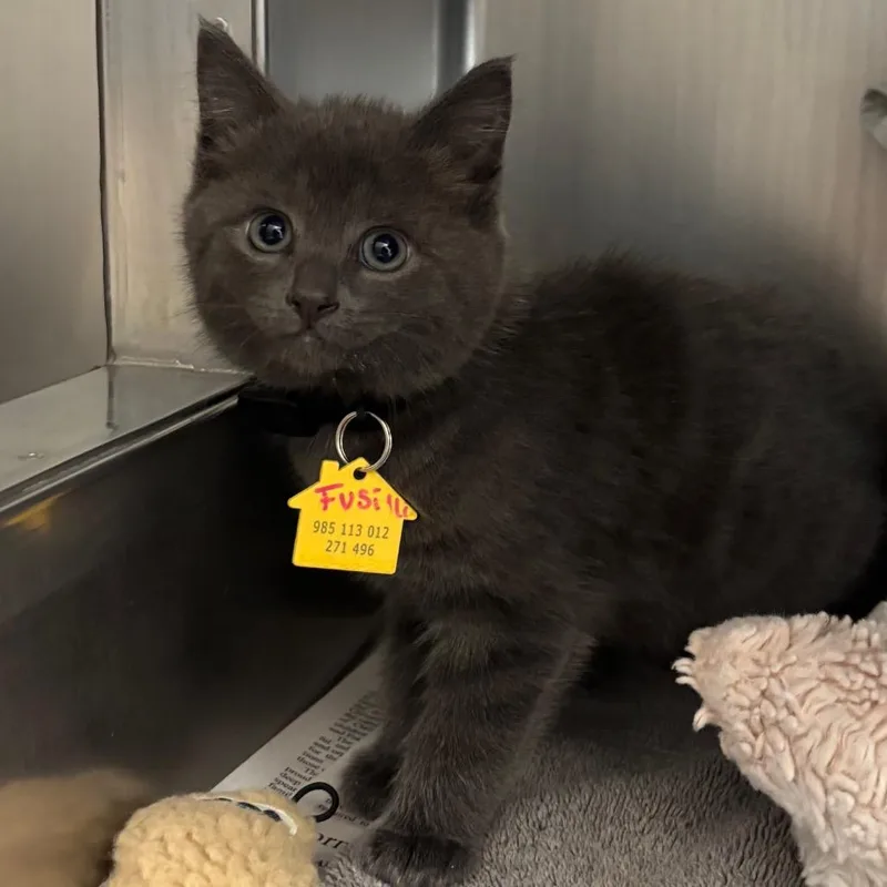 A baby small-sized female Gray / Blue / Silver Domestic Short Hair cat named Fusilli for adoption in Springfield, MA