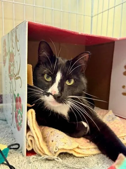 An adult small-sized male Domestic Short Hair cat named Tuxedo for adoption in West Chester, PA