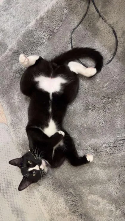 Tuxedo thumbnail 2