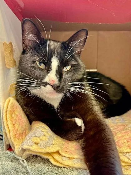 Tuxedo thumbnail 3