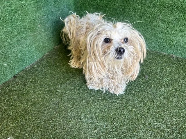 A young small-sized male Poodle dog named Fred for adoption in Lancaster, CA
